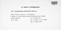 Moreaua kochiana image